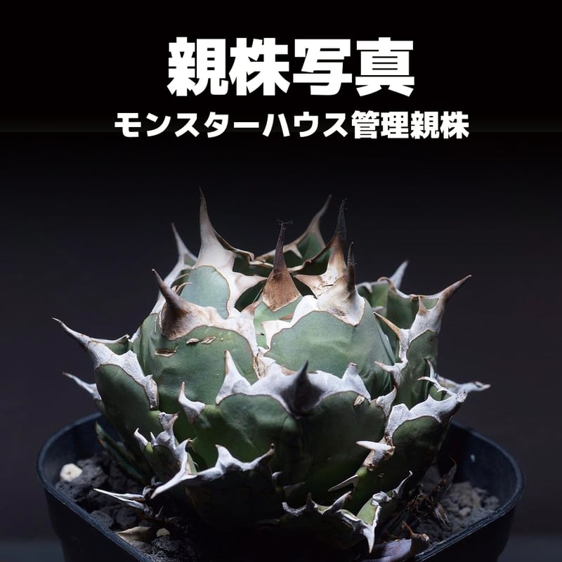 アガベ チタノタ 姫厳竜(ボールタイプ)/ HM-07 | アガベ専門店 アガベ チタノタ 姫厳竜(ボールタイプ)/ HM-07 | アガベ専門店
