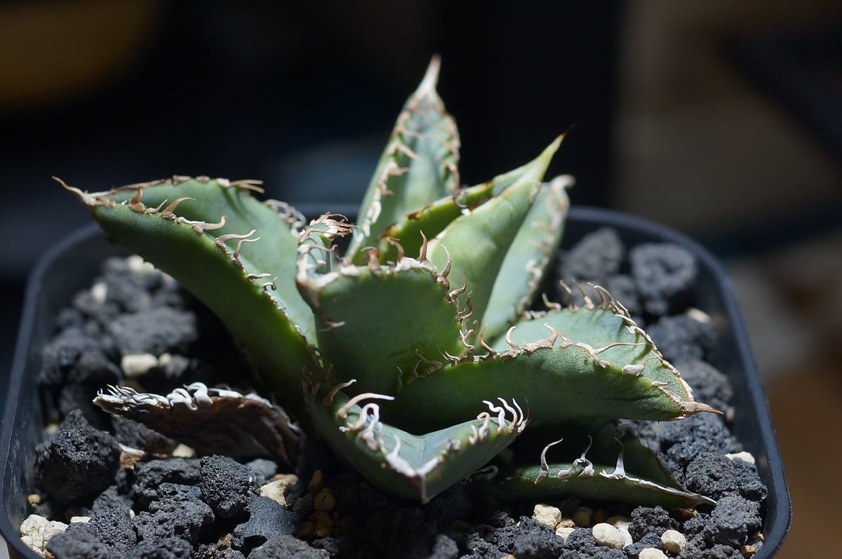 矮性アカンサス Scindapsus Tricolor Silver Platinum キラキラと光る輝き #plant