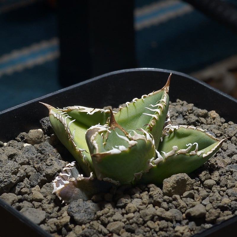 アガベ チタノタ 星空 / HZ-01 | アガベ専門店 モンスターハウス