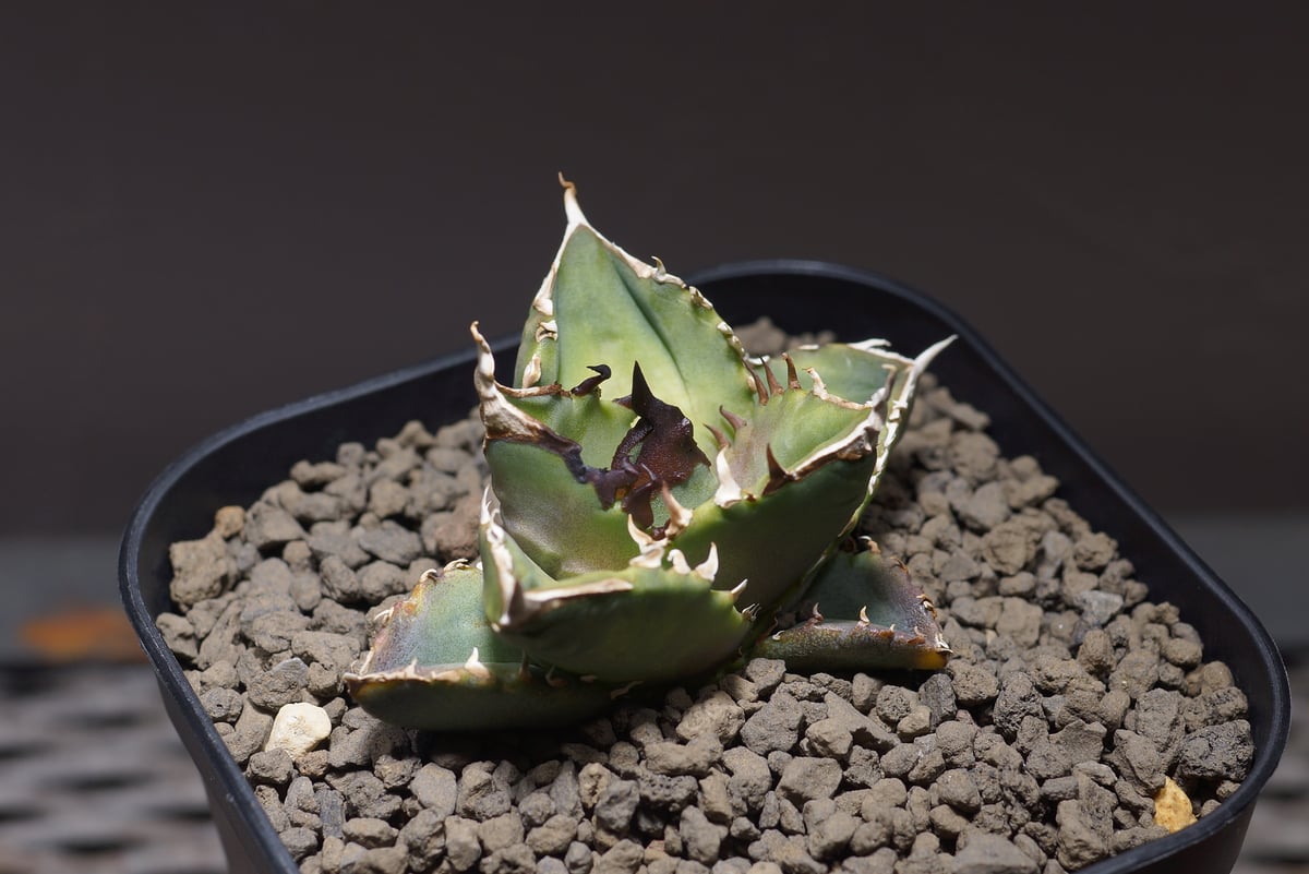 アガベ チタノタ ホワイトファイヤー/白火焔 WF-06 | アガベ専門店