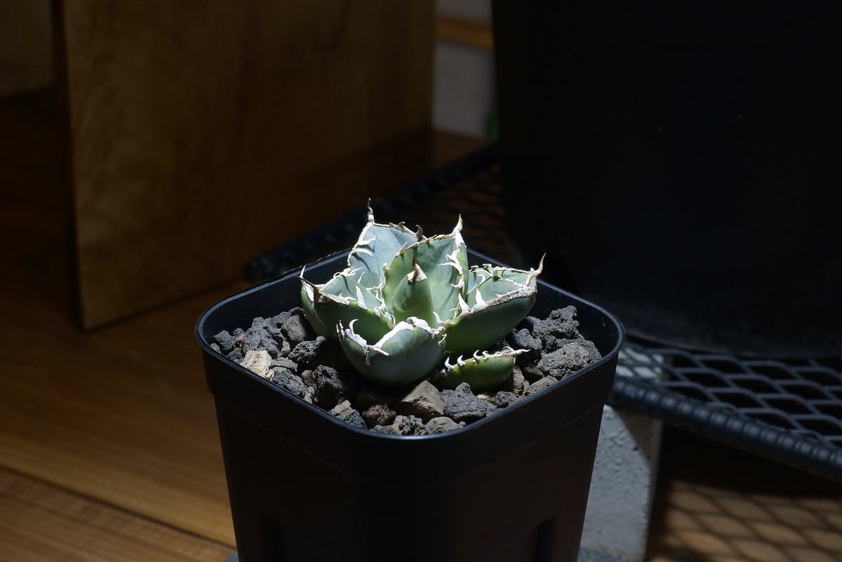 アガベ チタノタ 南アフリカダイヤモンド / SAD-06 | アガベ専門店