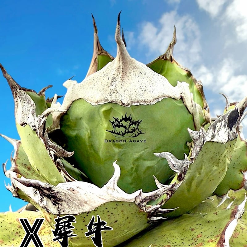 アガベ チタノタ X犀牛/ Dragon Agave産 xr-02 | アガベ専門店 モンス