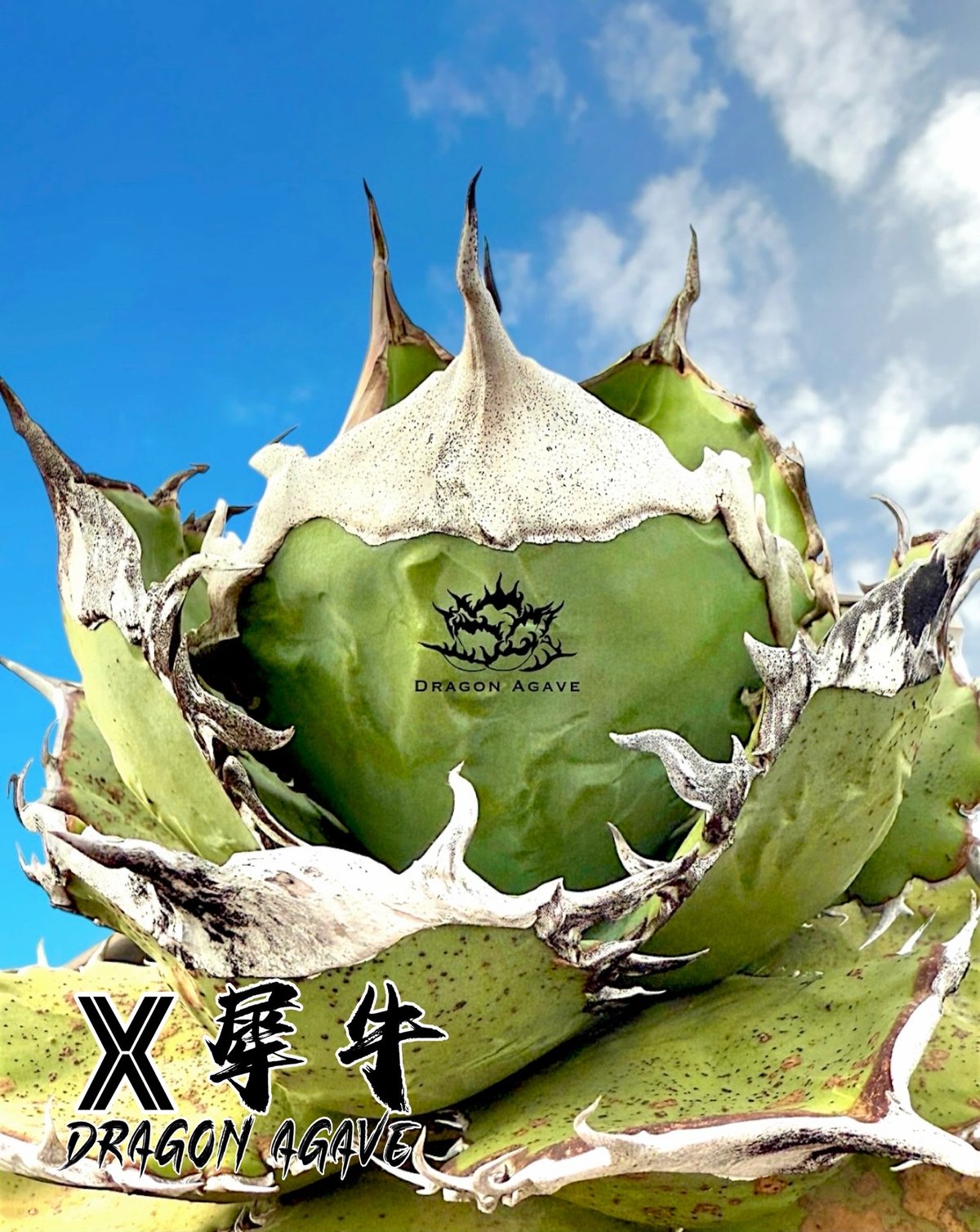 アガベ チタノタ X犀牛/ Dragon Agave産 xr-02 | アガベ専門店