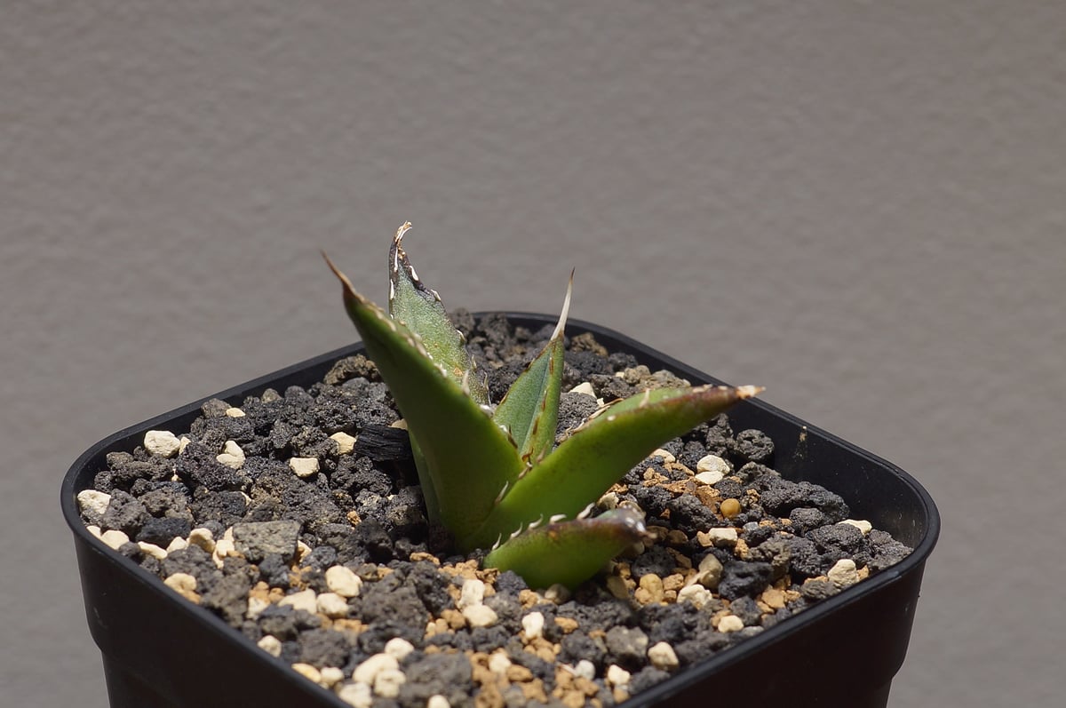 アガベ チタノタ ハデス / 黒帝斯 HD-01 | アガベ専門店 モンスターハウス