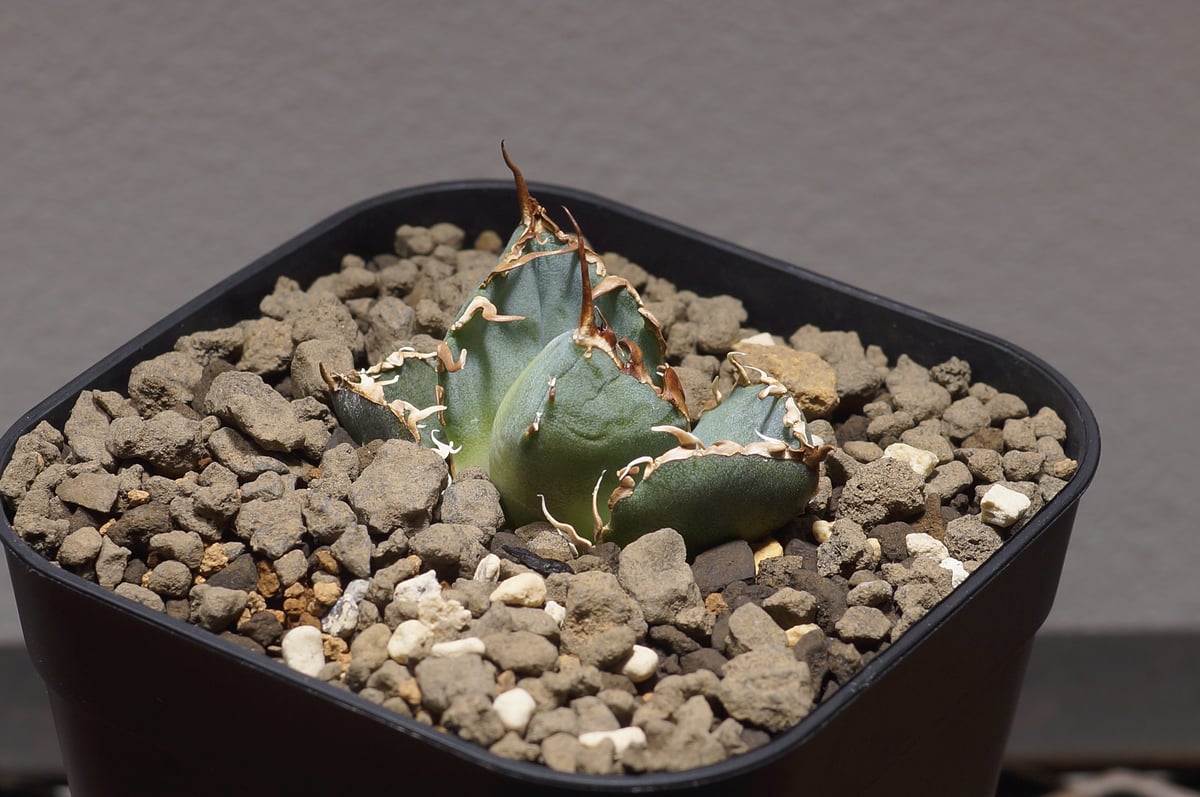 アガベ チタノタ 白鯨/ww-16 | アガベ専門店 モンスターハウス