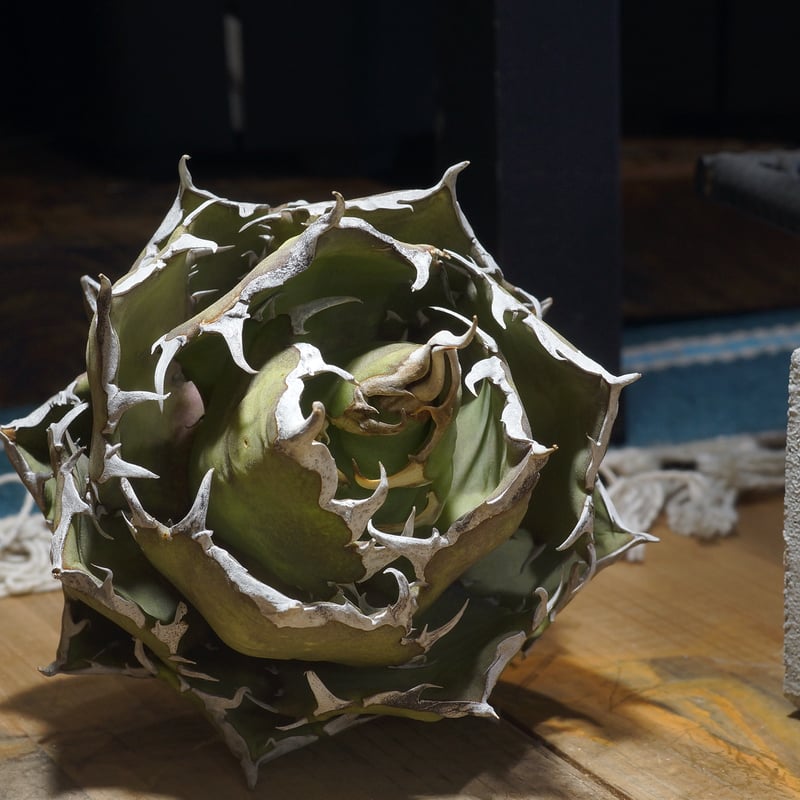 アガベ チタノタ 鬼爪 / OT-04 | アガベ専門店 モンスターハウス