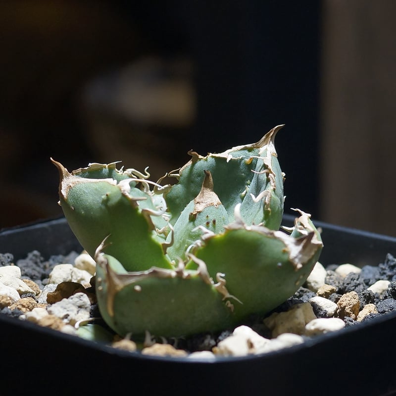 アガベ チタノタ 疣猪 / イボイノシシ WT-01 | アガベ専門店