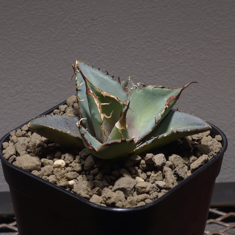 アガベ チタノタ No.004 子株 Agave titanota 子株 / 3号 /アガベ