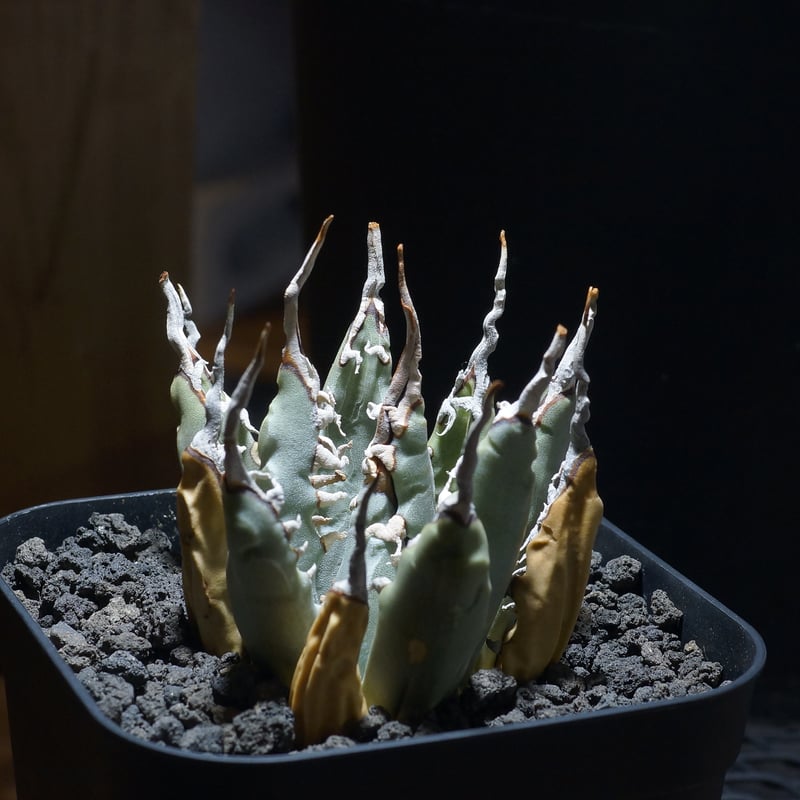 アガベ ユタエンシス エボリスピナ / ES-06 | アガベ専門店 モンスター