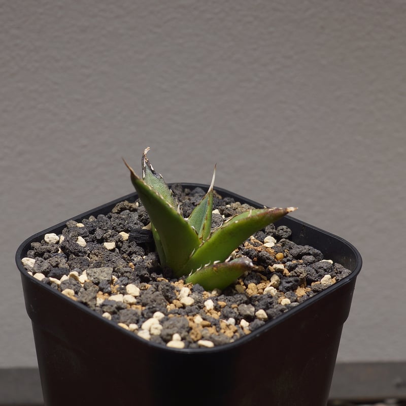 アガベチタノタ　ハデス① アガベ チタノタ ハデス Agave titanota Hades No.1 | mana's