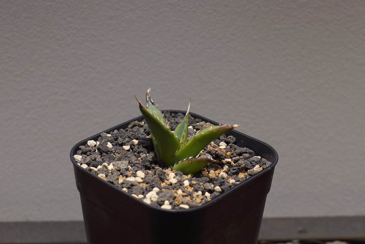 アガベ チタノタ ハデス / 黒帝斯 HD-01 | アガベ専門店 モンスターハウス