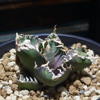 アガベ 品種 プランツタグ 黒】チタノタ 狂鯨 | アガベ専門店