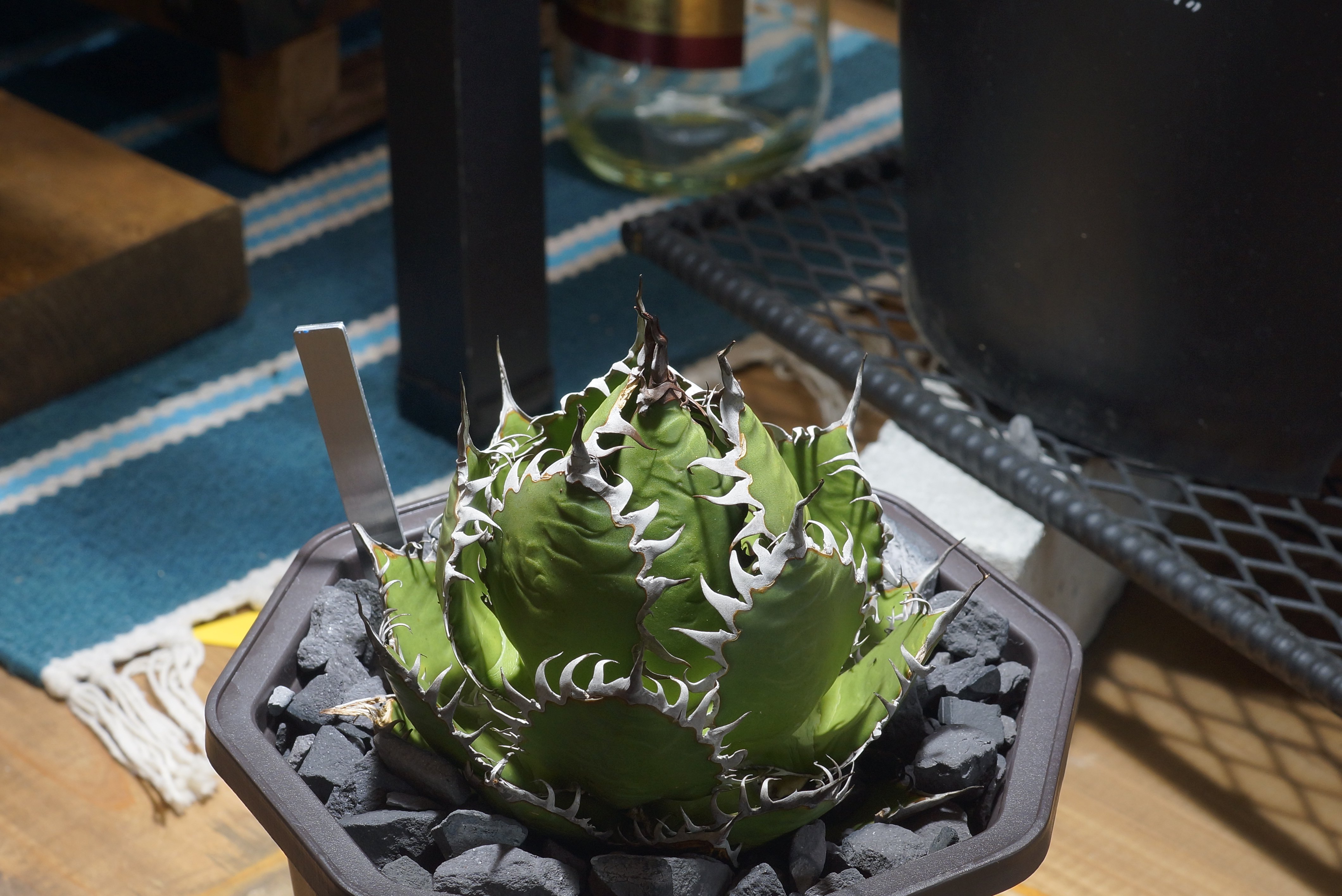 Agave horrida Double Head アガベ ホリダ2頭　鉢込み アガベ ホリダ hh-02 | アガベ専門店 モンスターハウス