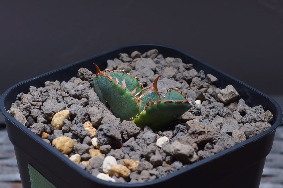 アガベ チタノタ ホワイトファイヤー/白火焔 WF-04 | アガベ専門店