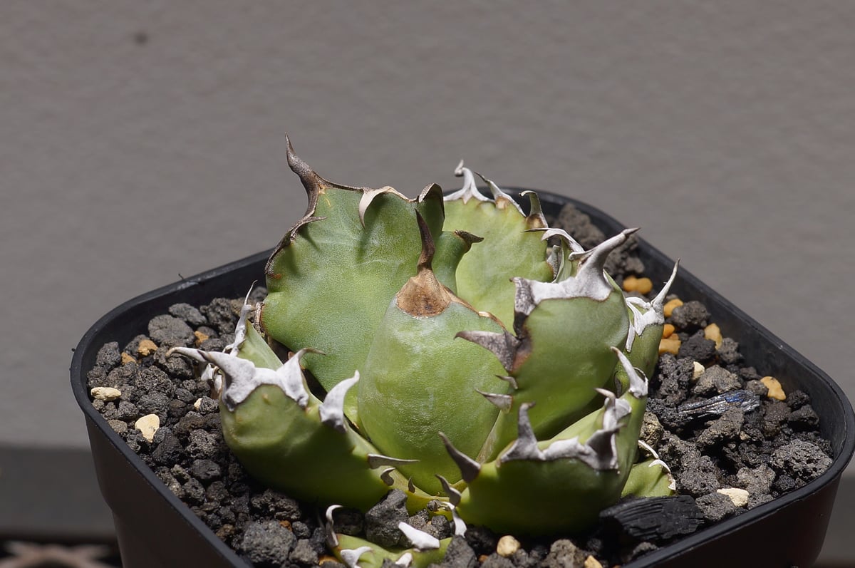 アガベ チタノタ 姫厳竜 HM-13 | アガベ専門店 モンスターハウス