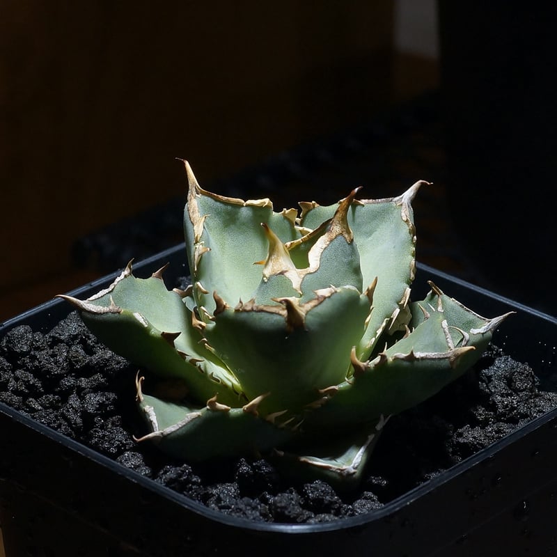 アガベ チタノタ 皇帝/EP-02 | アガベ専門店 モンスターハウス