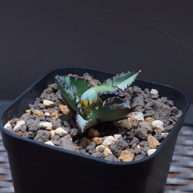 アガベ チタノタ ブラックアンドブルー/bb-22 | アガベ専門店