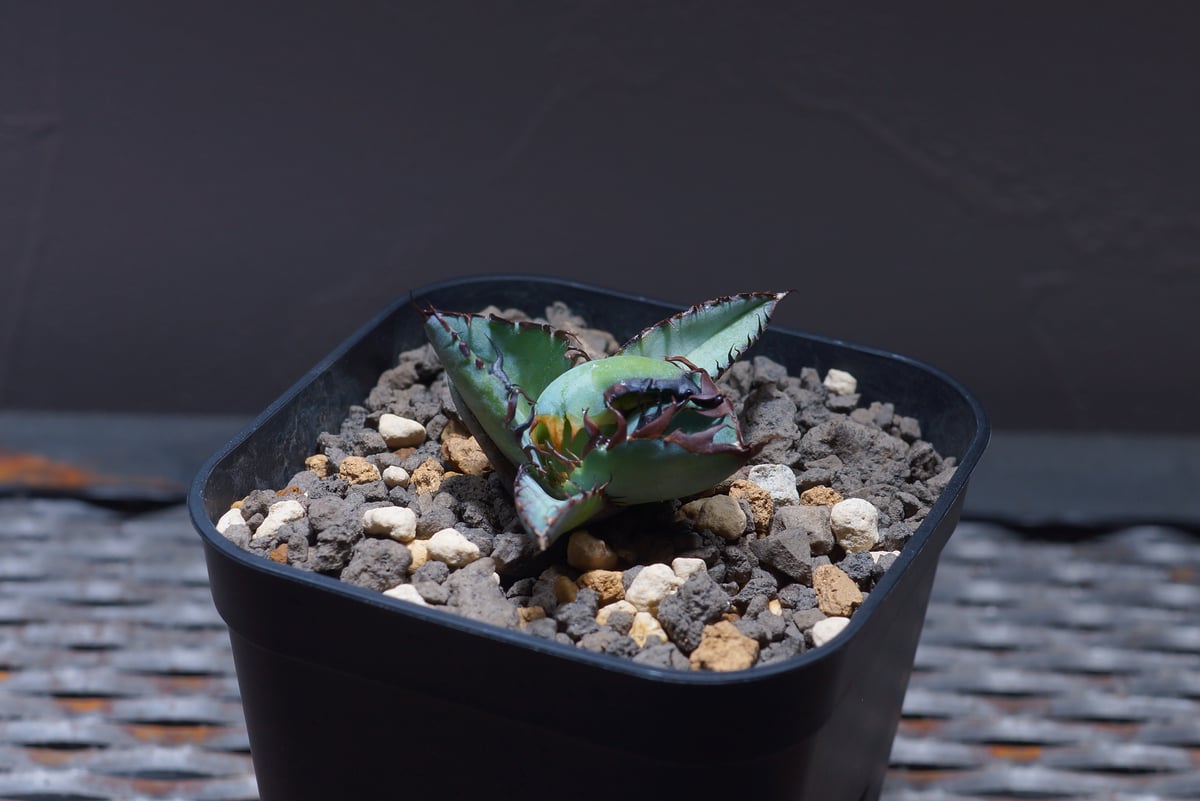 アガベ チタノタ ブラックアンドブルー/bb-22 | アガベ専門店