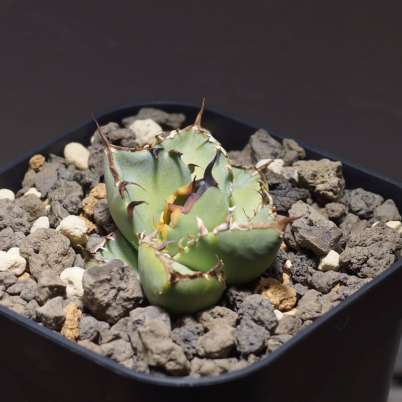 アガベ チタノタ 黒鯨 BW-01 | アガベ専門店 モンスターハウス