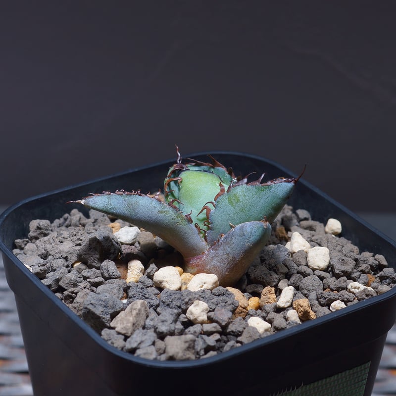 アガベ　ブラックアンドブルー　かなりの大株　親株　かっこいい アガベ チタノタ ブラック＆ブルー 大株 | Agave Rocon