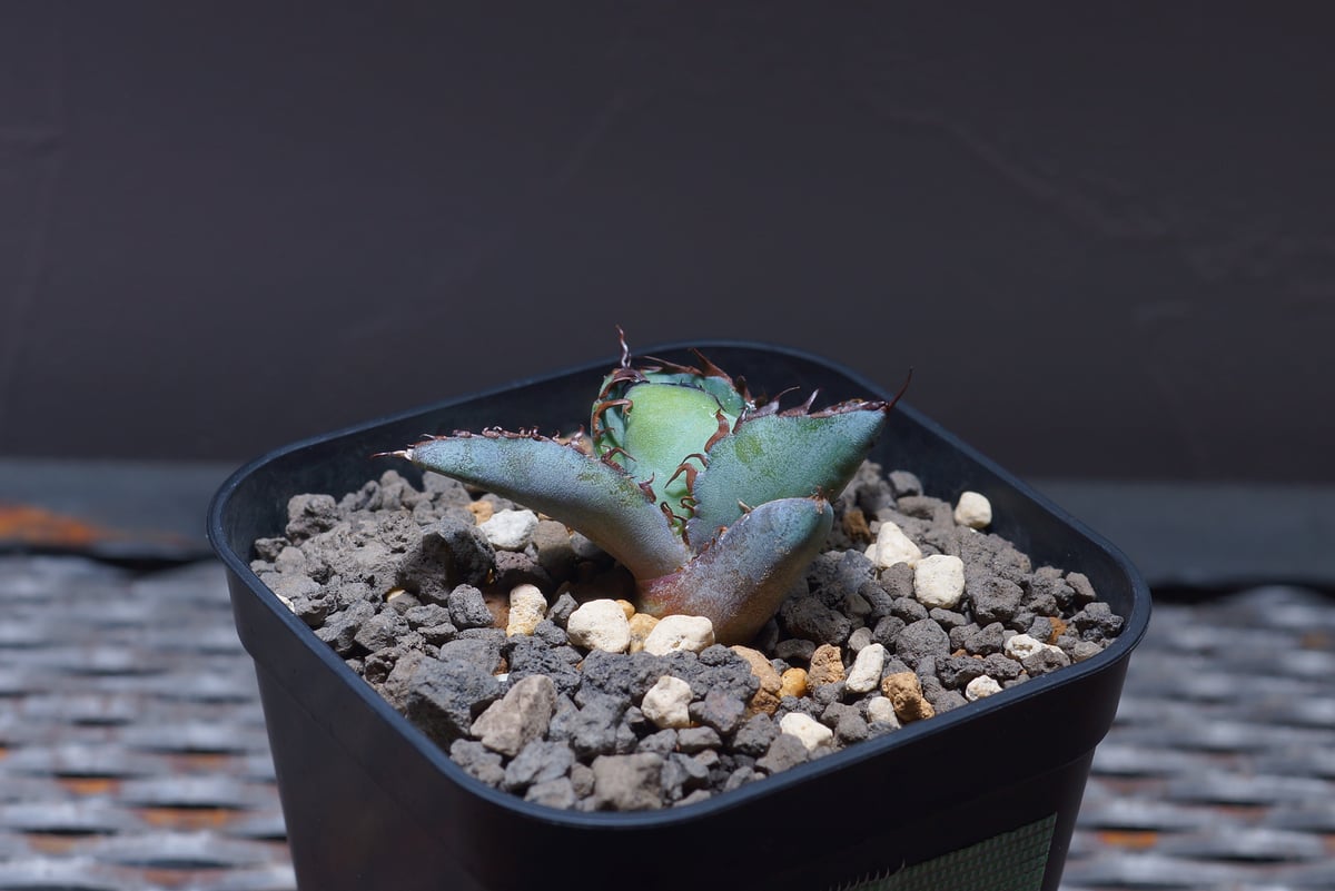 アガベ チタノタ ブラックアンドブルー/bb-22 | アガベ専門店