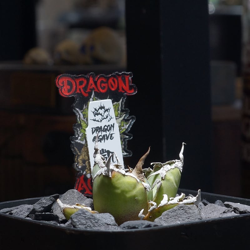 アガベ チタノタ シーザー 凱撒/ Dragon Agave産 cae-19 | アガベ専門店