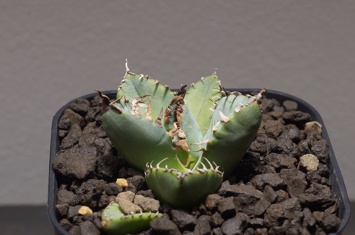 アガベ チタノタ 魔丸 / MG-03 | アガベ専門店 モンスターハウス