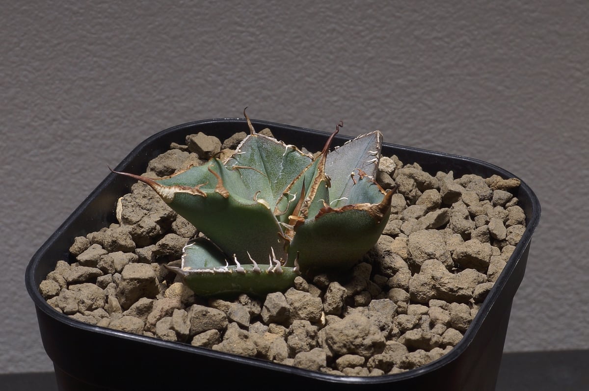 アガベ チタノタ 黒豹/子株 BP-03 | アガベ専門店 モンスターハウス