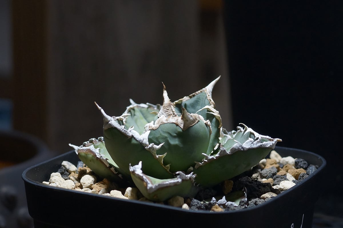 アガベ チタノタ 狼人 RN-03 | アガベ専門店 モンスターハウス