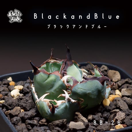CATEGORY チタノタブラック&ブルー | アガベ専門店 モンスターハウス