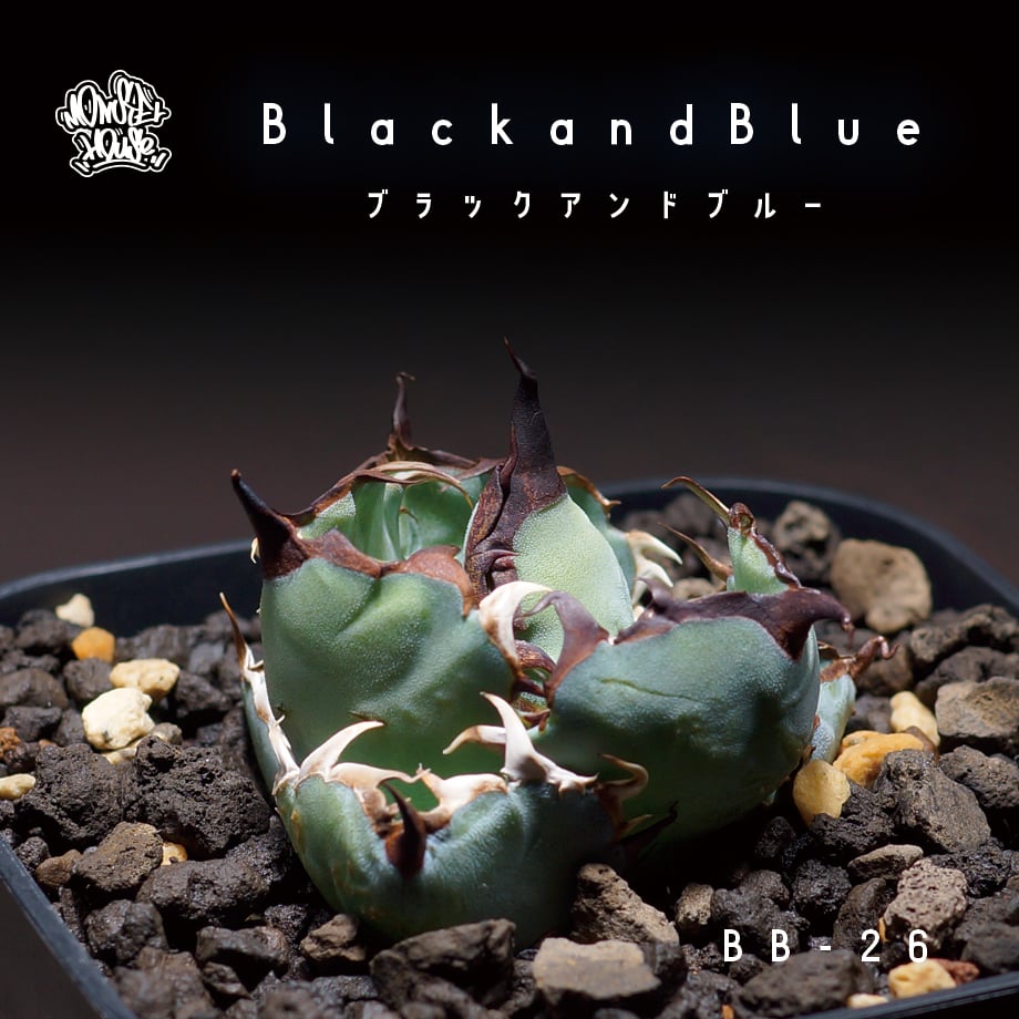 アガベ チタノタ ブラックアンドブルー/bb-26 | アガベ専門店 アガベ チタノタ ブラックアンドブルー/bb-26 | アガベ専門店