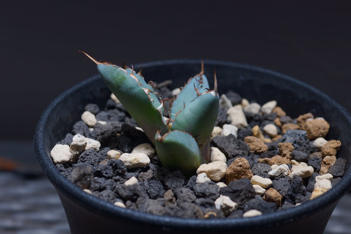 アガベ チタノタ ブラックアンドブルー（bb-11）BB子株 | アガベ