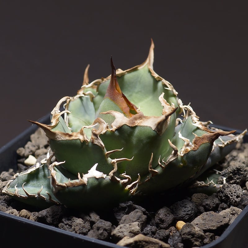 アガベ オテロイ FO-76/子株 F-24 | アガベ専門店 モンスターハウス