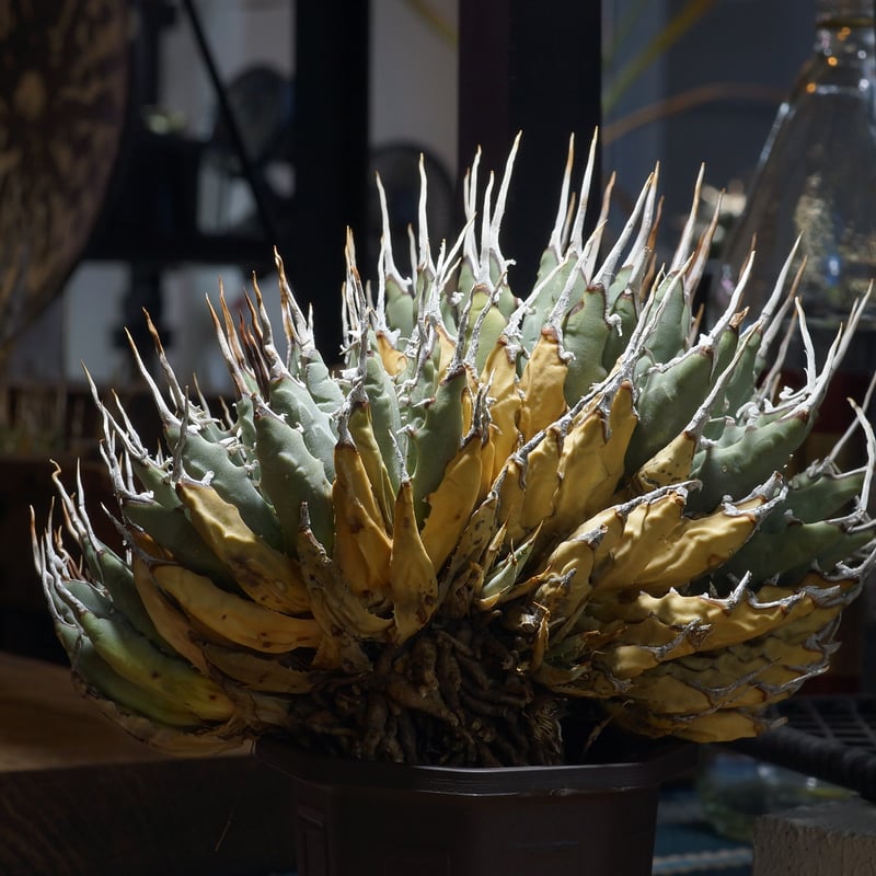 アガベ ユタエンシス エボリスピナ / ES-16 | アガベ専門店 モンスター