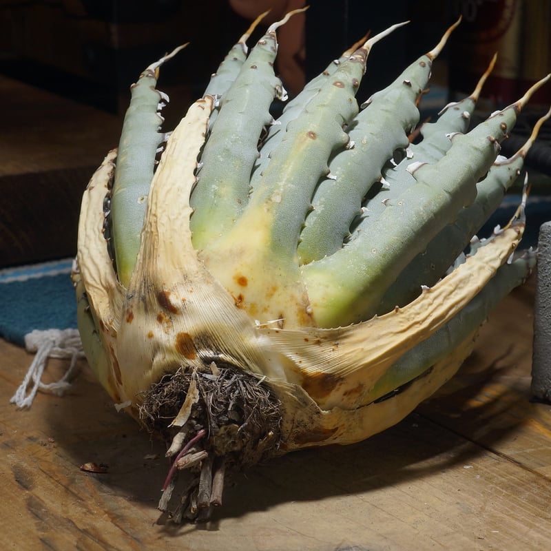 アガベ ユタエンシス エボリスピナ / ES-27 | アガベ専門店 モンスター