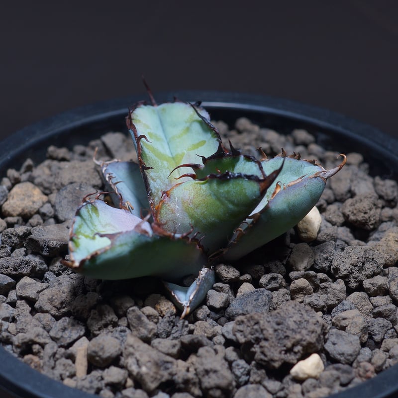 アガベ チタノタ ブラックアンドブルー/bb-21 | アガベ専門店 アガベ チタノタ ブラックアンドブルー/bb-21 | アガベ専門店