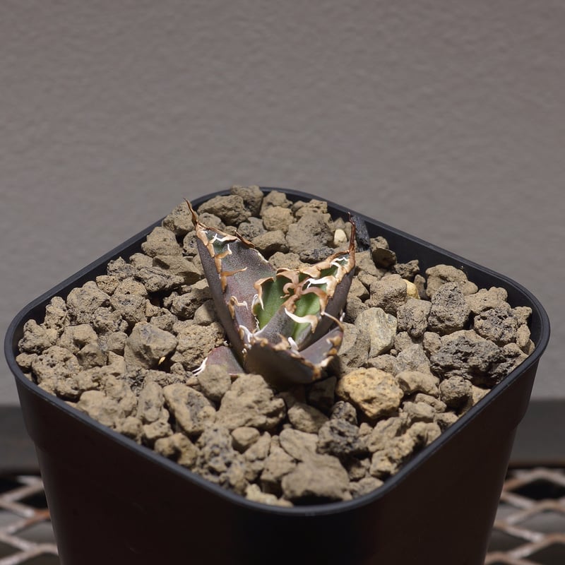 アガベ チタノタ シーザー 凱撒/cae-04 | アガベ専門店 モンスターハウス