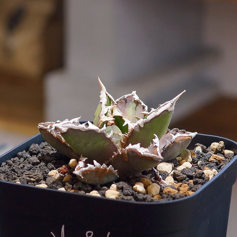 アガベ チタノタ 狼人 RN-01 | アガベ専門店 モンスターハウス