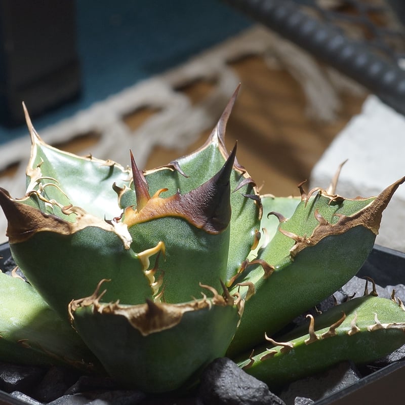 アガベ チタノタ 緑犀牛/ Dragon Agave産 GR-02 | アガベ専門店 モンス