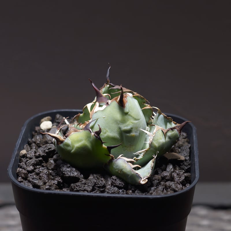 アガベ チタノタ ブラックアンドブルー/bb-27 | アガベ専門店