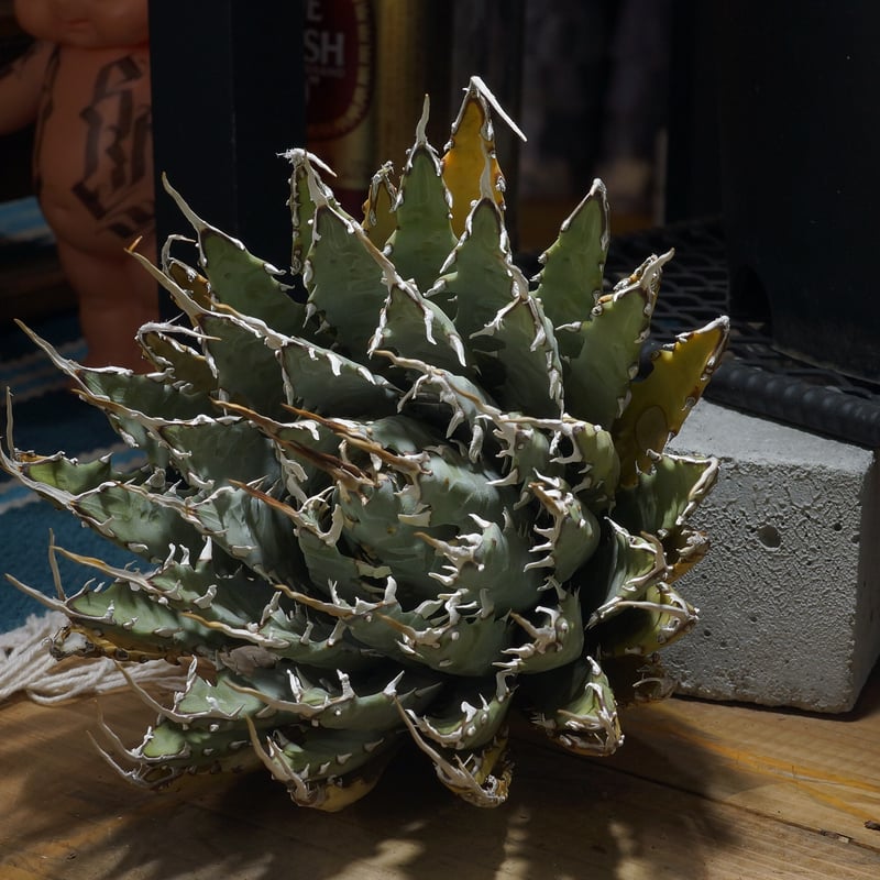 アガベ ユタエンシス エボリスピナ / ES-25 | アガベ専門店 モンスター