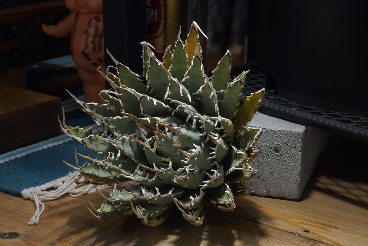 アガベ ユタエンシス エボリスピナ / ES-25 | アガベ専門店 モンスター