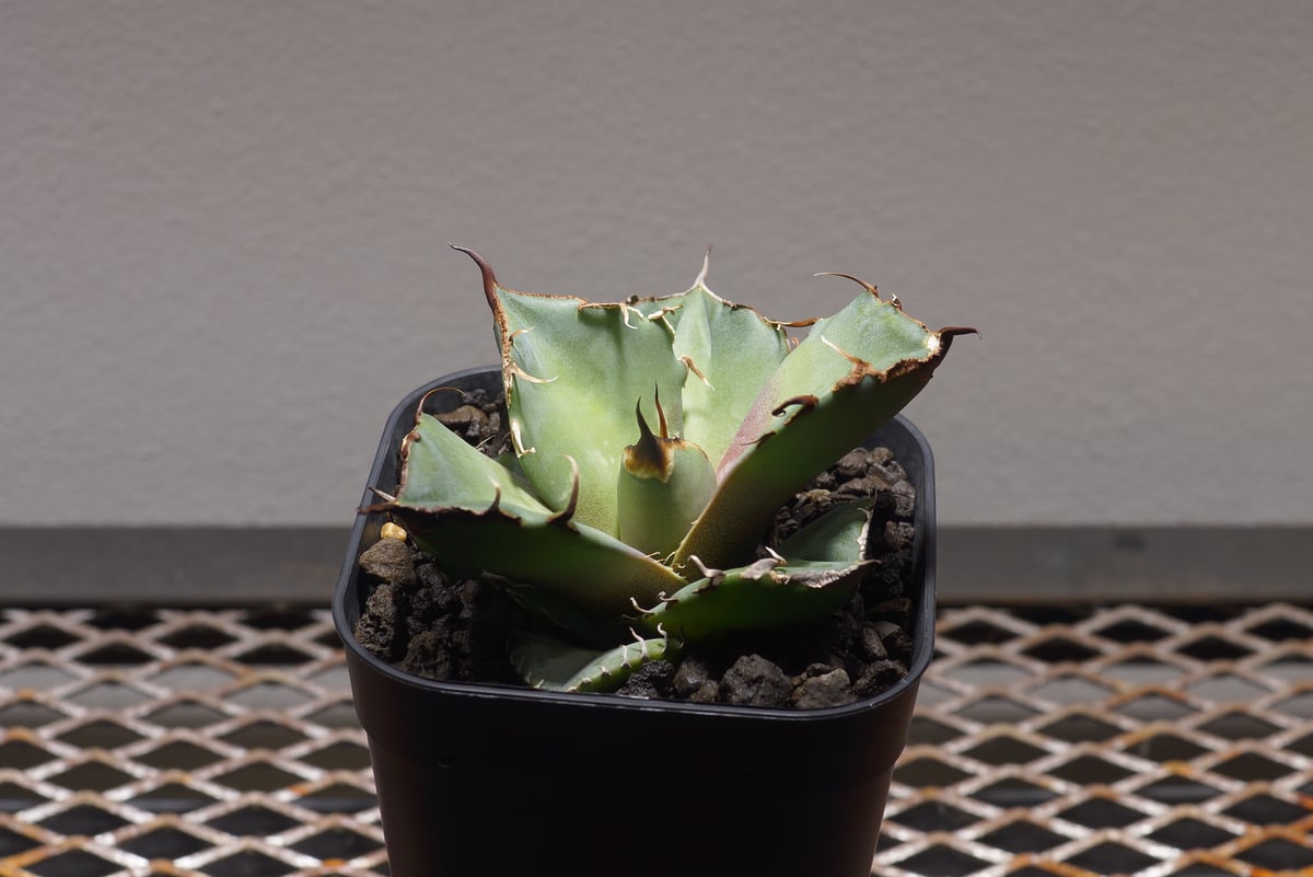 アガベ悪魔　大株➕ビカクシダJenny#1 oc 子株　最高峰 アガベ悪魔 大株➕ビカクシダJenny#1 oc 子株 最高峰