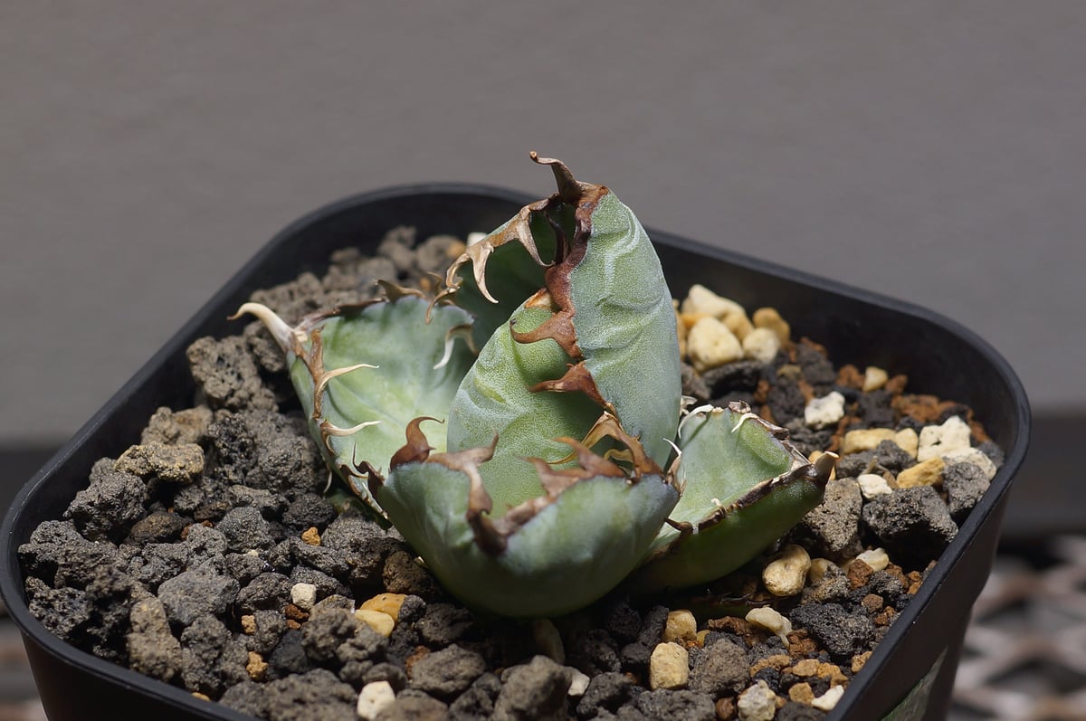 【第4種速達】アガベ　ブラックアンドブルー BB 子株付き アガベ チタノタ ブラックアンドブルー/bb-33 | アガベ専門店