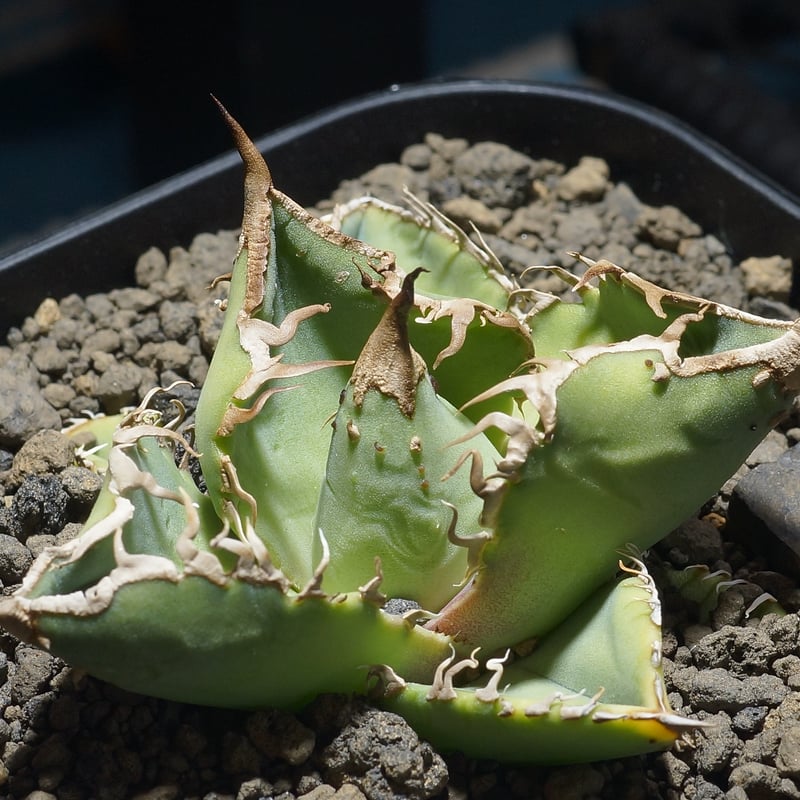 アガベ チタノタ 星空 / HZ-03 | アガベ専門店 モンスターハウス