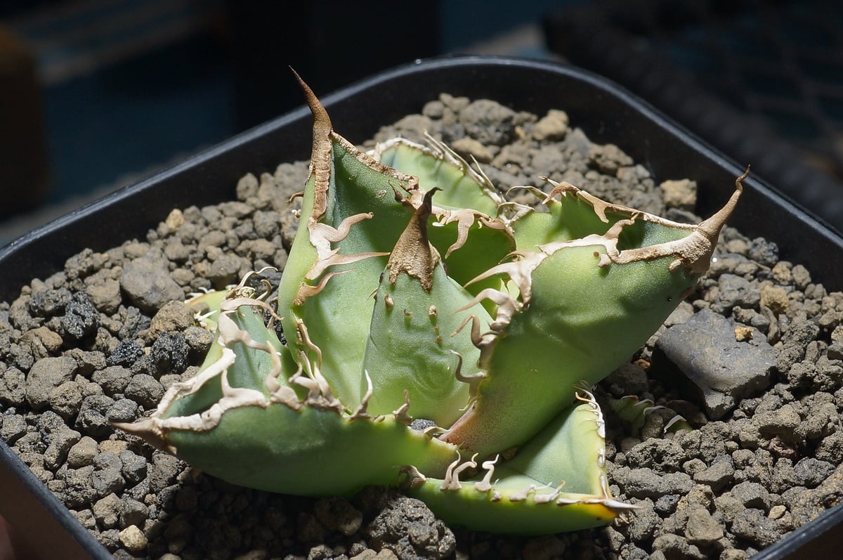 アガベ チタノタ 星空 / HZ-03 | アガベ専門店 モンスターハウス