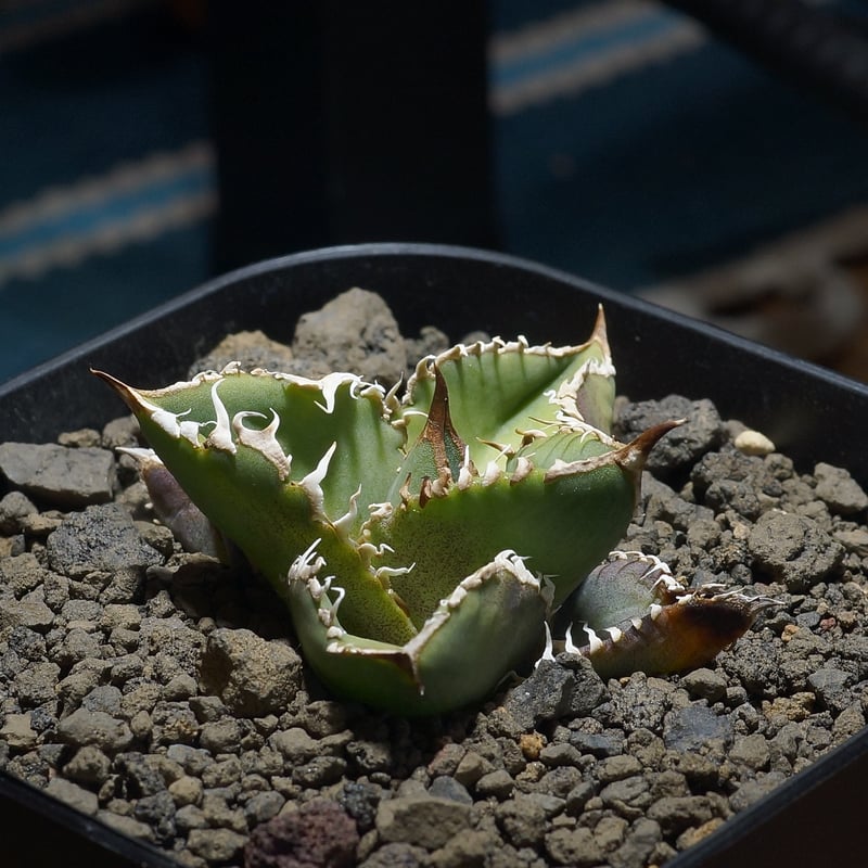 アガベ　チタノタ　星空　子株 アガベ チタノタ 星空 / HZ-01 | アガベ専門店 モンスターハウス