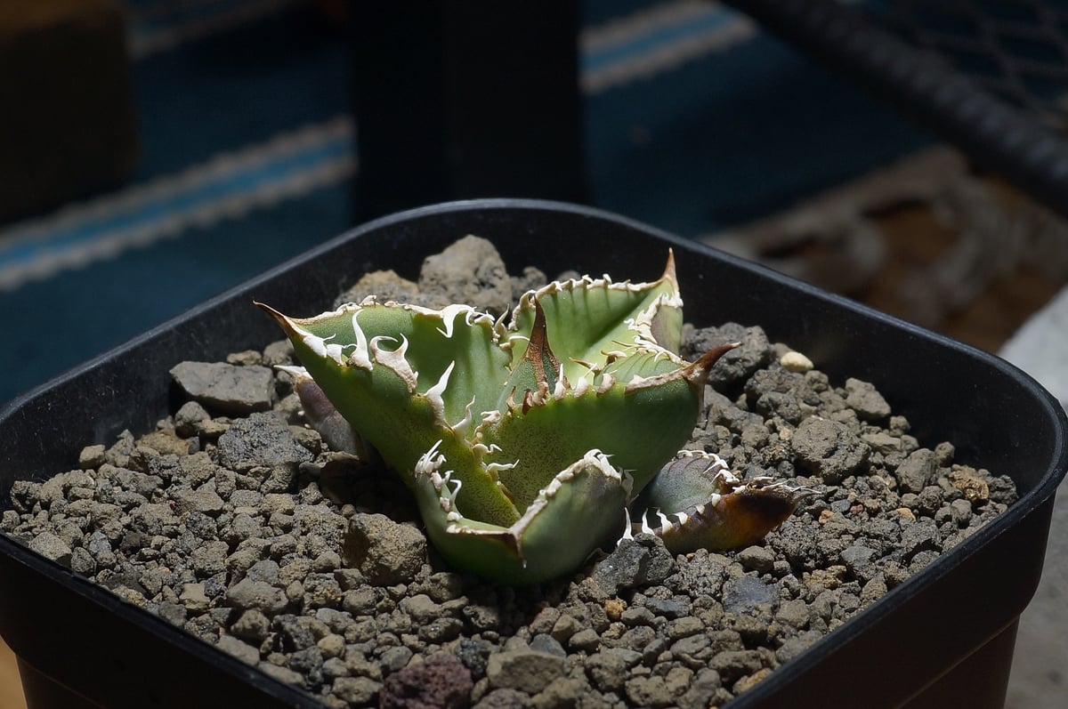アガベ チタノタ　星空 Titanota 星空 直子株リリース✨ どうもこんばんはagavesanです
