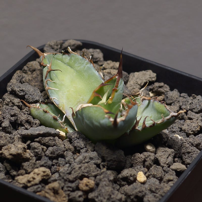 アガベ チタノタ ブラックアンドブルー/bb-36 | アガベ専門店