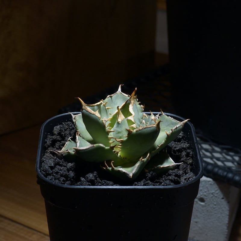 アガベ チタノタ 皇帝/EP-02 | アガベ専門店 モンスターハウス